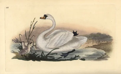 Cygne tuberculé, Cygnus olor, avec des poussins