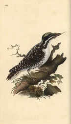 Pic tridactyle. Picoides tridactylus. Gravure à la main en cuivre dessinée et gravée par Edward Donovan de son propre "Histoire naturelle des oiseaux britanniques," Londres