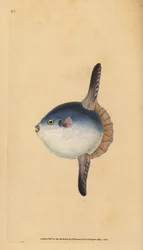Poisson-lune, Mola mola. Vulnérable. (Poisson-soleil, Tetrodon mola). Gravure sur cuivre coloriée à la main, dessinée et gravée par Edward Donovan, tirée de sa Natural History of British Fishes, Donovan et F.C. et J. Rivington, Londres