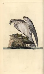 Balbuzard pêcheur, Pandion haliaetus, debout sur un poisson attrapé. Gravure à la main en cuivre dessinée et gravée par Edward Donovan de son propre Histoire naturelle des oiseaux britanniques, Londres
