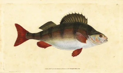 Perche, Perca fluviatilis. Gravure à la main par Edward Donovan de son "Histoire naturelle des poissons britanniques"