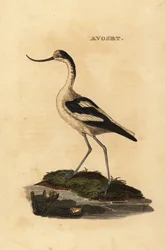 Avocette élégante, Recurvirostra avosetta