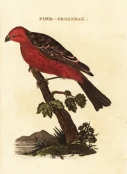 Durbec des sapins, Pinicola enucleator