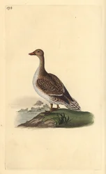 Canard pilet, Anas acuta, femelle