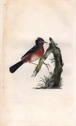 Fauvette pitchou. Sylvia undata (Sylvia dartfordiensis). Gravure sur cuivre publiée dans Histoire naturelle des oiseaux britanniques, Londres