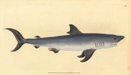 Requin-taupe commun, Lamna nasus. Vulnérable. Gravure à la main en cuivre dessinée et gravée par Edward Donovan de son Histoire naturelle des poissons britanniques, Donovan et F.C. et J. Rivington, Londres