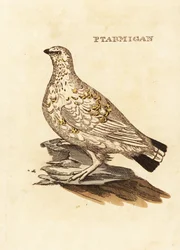 Lagopède ou gibier blanc, Lagopus lagopus