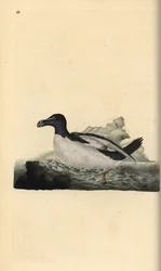Pingouin torda, Alca torda. Gravure à la main en cuivre dessinée et gravée par Edward Donovan de son propre "Histoire naturelle des oiseaux britanniques," Londres