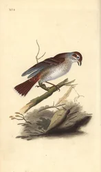 Pie-grièche écorcheur (femelle), Lanius collurio. Gravure à la main en cuivre dessinée et gravée par Edward Donovan de son propre « Histoire naturelle des oiseaux britanniques », Londres