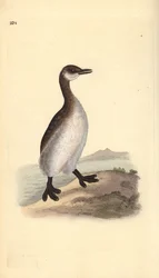 Grèbe jougris (femelle), Podiceps grisegena