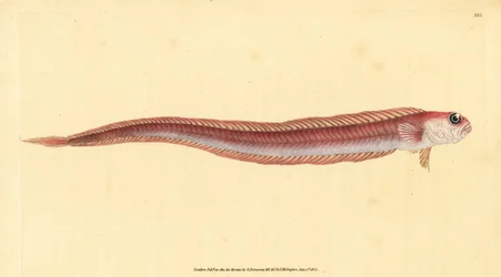 Cepola rubescens, Cepola macrophthalma