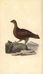 Lagopède d