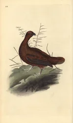 Lagopède d