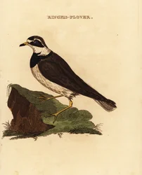 Pluvier à collier interrompu, Charadrius hiaticula