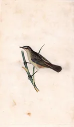 Phragmite des joncs, Acrocephalus schoenobaenus
