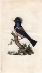 Étourneau roselin. Sturnus roseus. Gravure sur cuivre par Edward Donovan, publiée dans "Histoire naturelle des oiseaux britanniques"