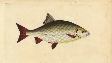 Rudd, Scardinius erythrophthalmus (Oeil rouge, Cyprinus erythrophthalmus). Gravure à la main en cuivre dessinée et gravée par Edward Donovan de son Histoire naturelle des poissons britanniques, Donovan et F.C. et J. Rivington, Londres