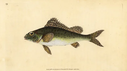 Grémille, Gymnocephalus cernua