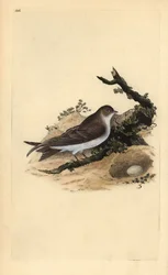 Hirondelle de rivage, Riparia riparia, avec nid et œuf. Gravure à la main en cuivre dessinée et gravée par Edward Donovan de son propre « Histoire naturelle des oiseaux britanniques » (1794-1819). Edward Donovan (1768-1837) était un zoologiste amateur angl