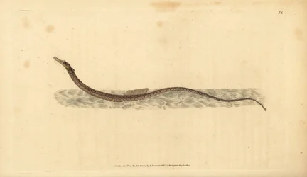 Poisson-pipe de Sargasse. Gravure à la main par Edward Donovan de son Histoire naturelle des poissons britanniques