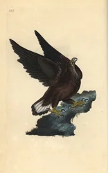 Pygargue à queue blanche, Haliaeetus albicilla. Gravure sur cuivre coloriée à la main, dessinée et gravée par Edward Donovan pour sa propre « Histoire naturelle des oiseaux britanniques », Londres
