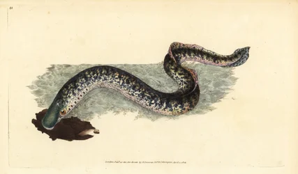 Lamproie marine, Petromyzon marinus (Lamproie marine ou tachetée)