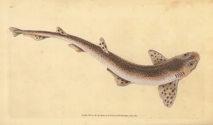 Petite roussette, Scyliorhinus canicula