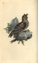 Petite chouette à oreilles ou chouette eurasienne, Strix pulchella (Scops owl, Otus scops?)