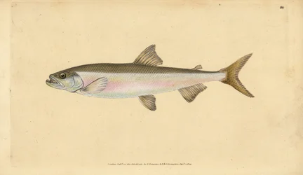 Éperlan, Osmerus eperlanus (Salmo eperlanus)