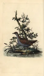 Marouette ponctuée, Porzana porzana