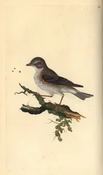 Gobemouche gris, Muscicapa striata