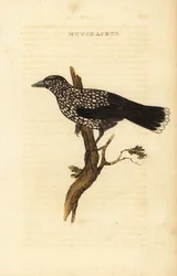 Cassenoix moucheté, Nucifraga caryocatactes
