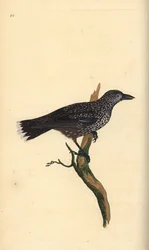 Cassenoix moucheté, Nucifraga caryocatactes. Gravure à la main en cuivre dessinée et gravée par Edward Donovan de son propre "Histoire naturelle des oiseaux britanniques," Londres