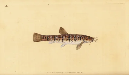 Loche de pierre, Barbatula barbatula (Loche barbue, Cobitis barbatula). Gravure à la main en cuivre dessinée et gravée par Edward Donovan de son Histoire naturelle des poissons britanniques, Donovan et F.C. et J. Rivington, Londres