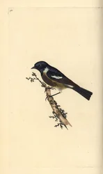 Traquet pâtre, Saxicola rubicola. Gravure à la main en cuivre dessinée et gravée par Edward Donovan de son propre Histoire naturelle des oiseaux britanniques, Londres