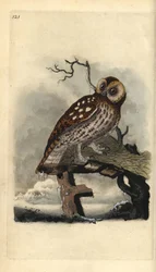 Chouette hulotte, Strix aluco. Gravure à la main en cuivre dessinée et gravée par Edward Donovan de son propre Histoire naturelle des oiseaux britanniques, Londres
