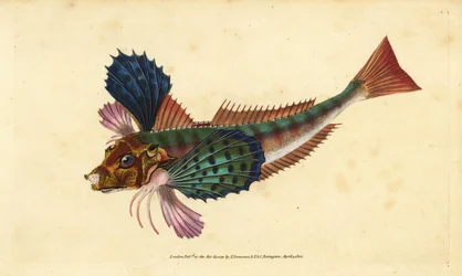 Grondin perlon, Chelidonichthys lucerna (Grondin sappharine, Trigla hirundo). Gravure à la main en cuivre dessinée et gravée par Edward Donovan de son Histoire naturelle des poissons britanniques, Donovan et F.C. et J. Rivington, Londres