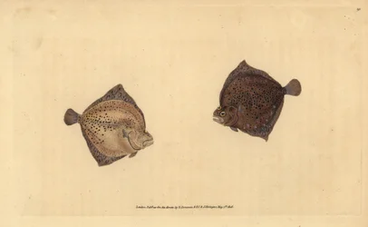 Turbot, Scophthalmus maximus