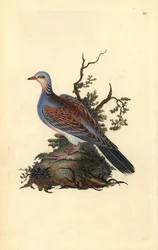 Tourterelle des bois, Streptopelia turtur. Gravure à la main en cuivre dessinée et gravée par Edward Donovan de son propre Histoire naturelle des oiseaux britanniques (1794-1819). Edward Donovan (1768-1837) était un zoologiste amateur anglo-irlandais, écri