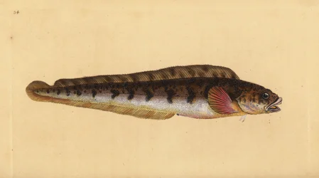 Lompe commune, Zoarces viviparus