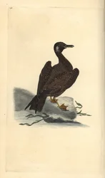 Goéland marin, jeune du grand goéland marin, Larus marinus. Gravure à la main en cuivre dessinée et gravée par Edward Donovan de son propre Histoire naturelle des oiseaux britanniques, Londres