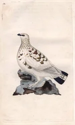 Lagopède des saules. Lagopus lagopus (Tetrao lagopus). Gravure sur cuivre d