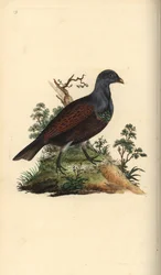 Grand tétras. Tetrao urogallus. Gravure à la main par Edward Donovan de son "Histoire naturelle des oiseaux britanniques"