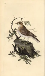 Alouette lulu, Lullula arborea