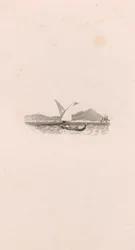 Naples (vignette)