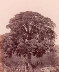 Étude d