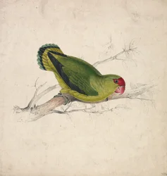 Perruche d
