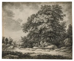 Paysage forestier