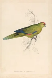 Platycercus pacificus / Perruche du Pacifique (Planche 26)