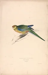 Platycercus Stanley II / Perruche de Stanley (jeune mâle) (Planche 24)